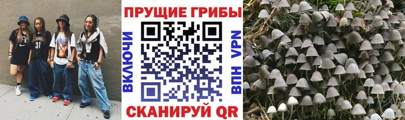 дарк нет какой сайт  Каменногорск  Галлюциногенные грибы прущие грибы 